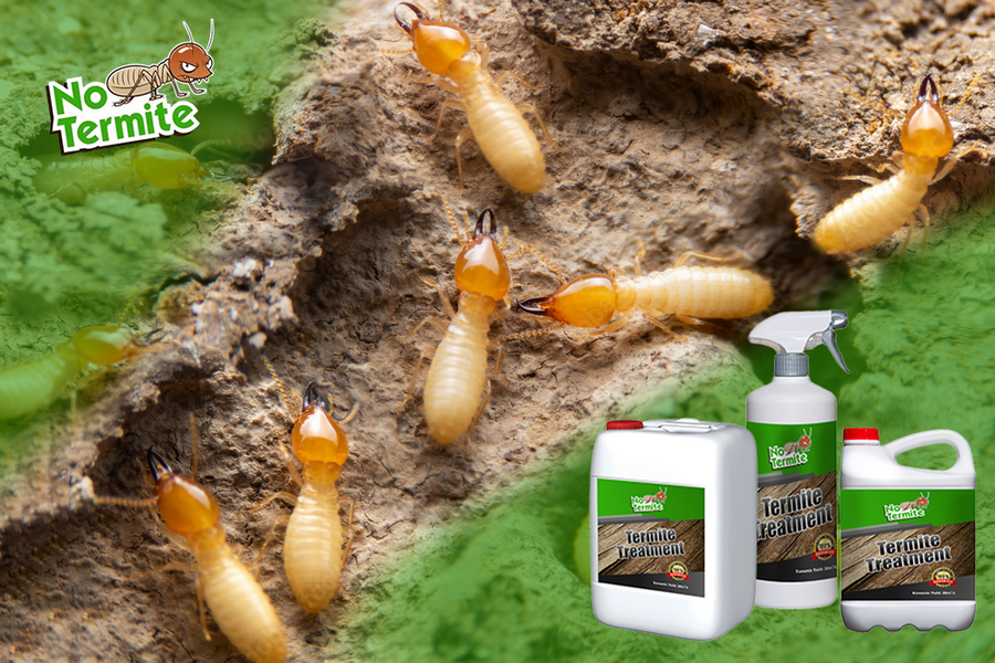 Comment détecter une infestation de termites