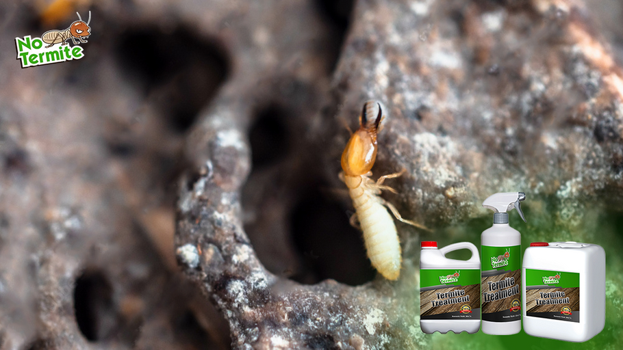 Stratégies efficaces pour prévenir les termites : conseils essentiels pour les propriétaires
