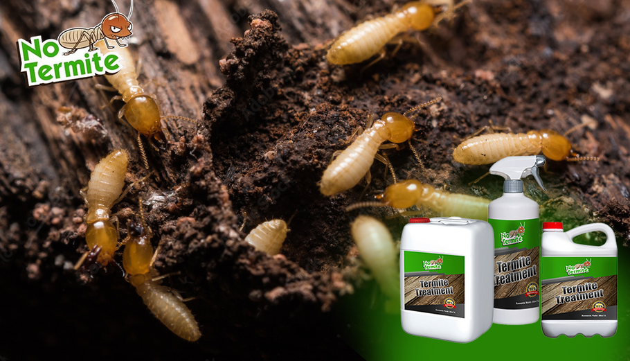 Comment notre produit anti-termites peut vous sauver