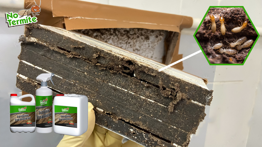 Vos investissements sont-ils à l'abri des termites ?