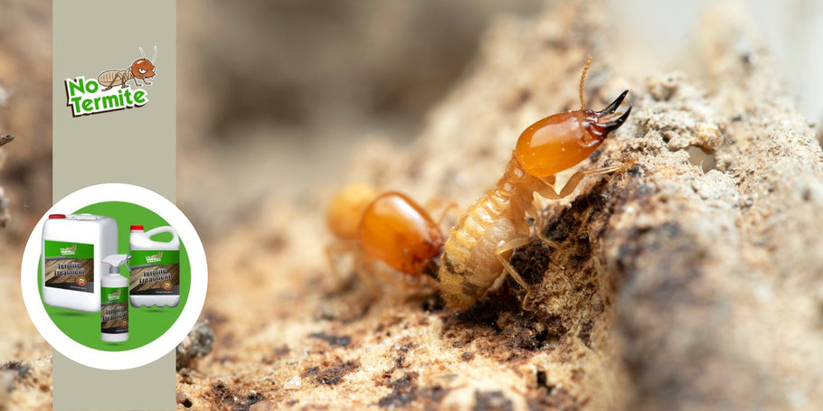 Comment détruire définitivement le termite