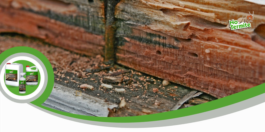 Comment prévenir les dégâts avec no termites ?