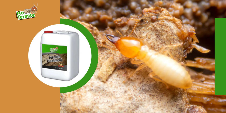 Quels sont les pièges à éviter en luttant contre les termites ?
