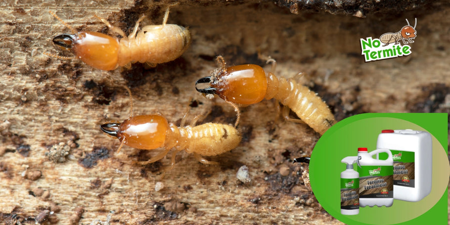 Comment fonctionnent les traitements anti-termites ?