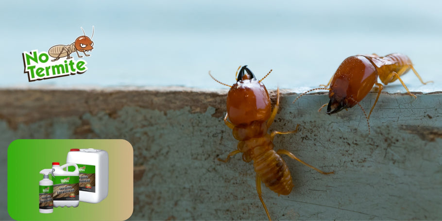 Les solutions anti-termites, une protection durable ?