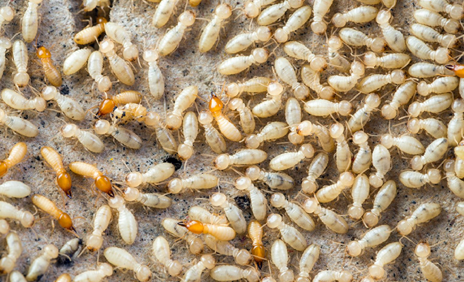 Comment éliminer les termites ?