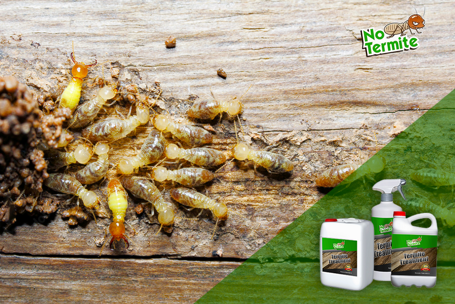 Comment choisir le meilleur produit anti-termite pour une protection optimale