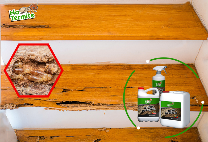 Vos maisons sont-elles résistantes aux termites ?