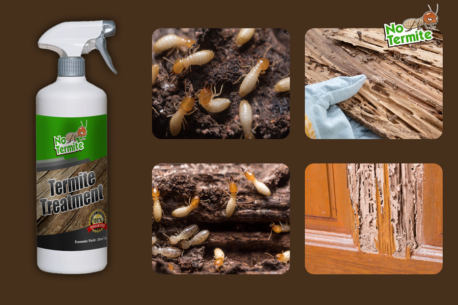 Découvrez les secrets de la réussite anti-termites