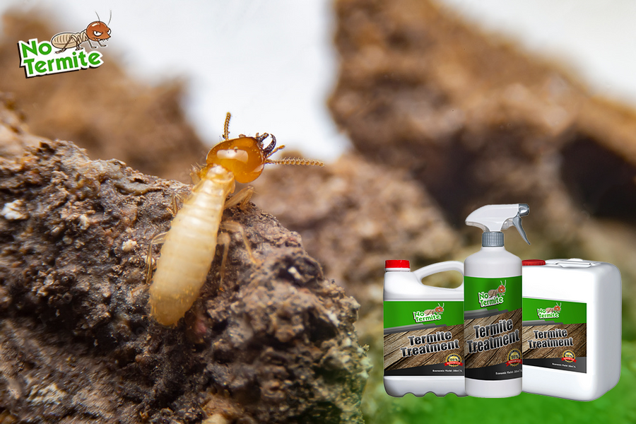 Vous vous interrogez sur la lutte contre les termites ?