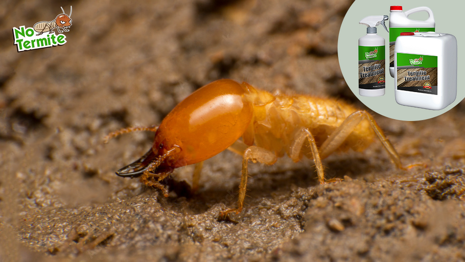 Protection contre les termites : guide du propriétaire pour une réussite anti-termites