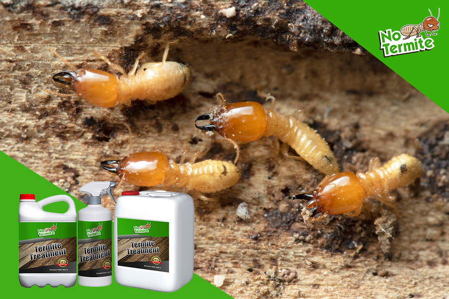 Les secrets pour éradiquer les termites rapidement